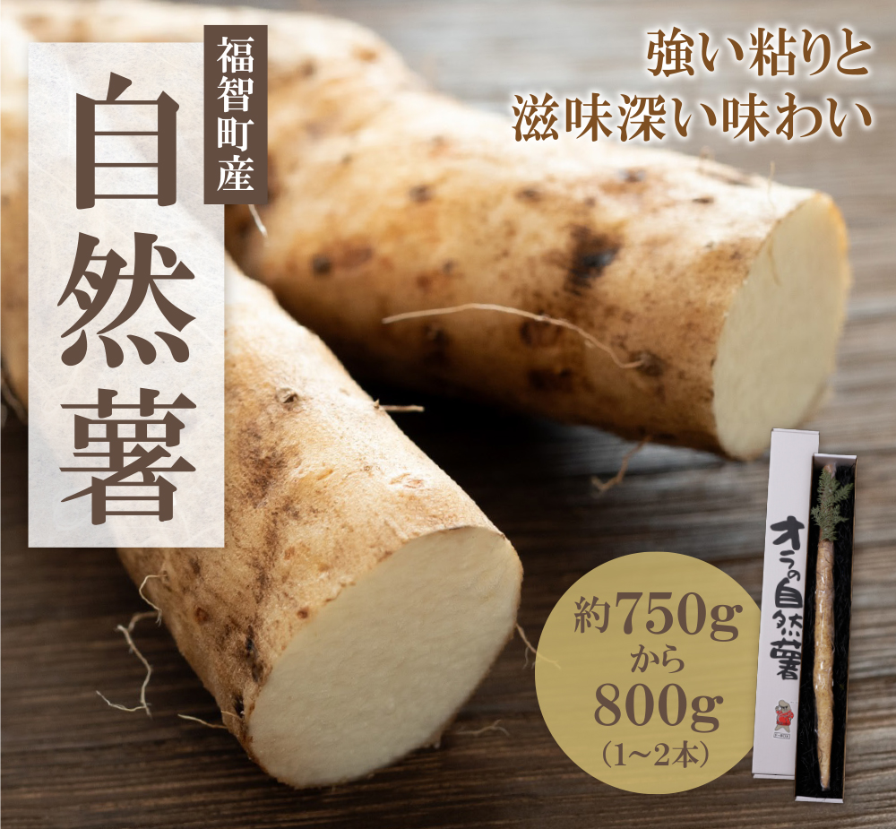 【福智町産】オラの自然薯(1本もの 約800g）